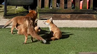 Family  of Foxes 2024 - Rubie family catching the  early morning rays.💜💞🦊