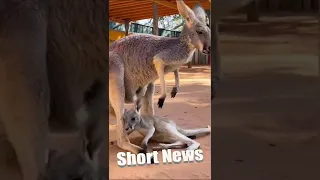 86M VIEWS: Shy Baby Kangaroo Falls Out Of Mums Pouch While Trying To Hide From Zoo Visitors