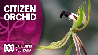 Citizen science maps and protects Australia's orchids | Discovery | Gardening Australia