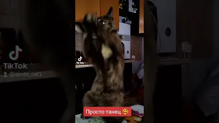 Кошка танцует Ламбада