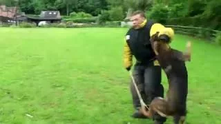 Dutch herder Attack (Lorockmor working dogs)