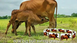 cow video !Red cow v/s Red Bull ....Village Animals lovers Rajasthan animal channel