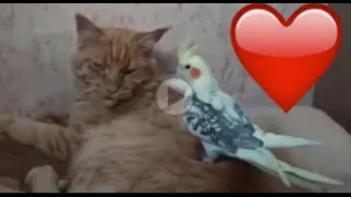 ✅ Кошка и попугай любовь и дружба Cat and parrot love and friendship