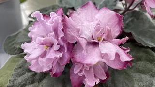 African Violets – Where Do I Buy Them?