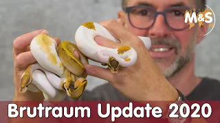 Brutraum Update | Die letzten 2020 Balls | Reptil TV