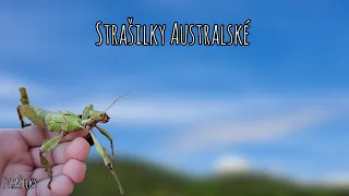 Strašilky Australské| strašilky