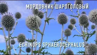 МОРДОВНИК ШАРОГОЛОВЫЙ( Лучший медонос Украины) | ПчелоСад