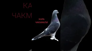 Масти турецкой таклы#голубь #աղավնի #kabutar #pigeons #такла #bird #дождь