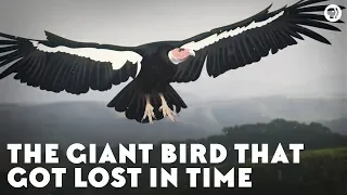 The Giant Bird That Got Lost in Time