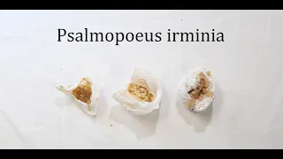 Трипликс Psalmopoeus irminia.