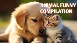 Most funny video /Animals compilation video #funnyvideo