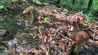 Поміняли Ліс помінявся вид Гриба. ПІШЛИ Темні ГРАбово-Дубові Боровики. Гай 23.08.2022..mushrooms