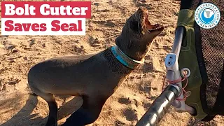 Bolt Cutter Needed To Save Seal!