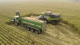 2 X LEXION 8900 im MAIS ! 🤩 John Deere 7R mit TRIDEM HAWE Überladewagen