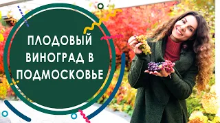 Плодовый виноград для Подмосковья. Сравнение сортов плодового винограда