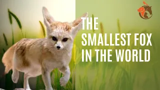 The Cutest & Tiniest Fennec Fox You'll Ever See!