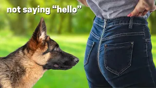 Real Reason German Shepherds Sniff Butts is WEIRD!