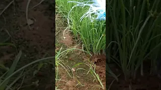 Ganito magbunot ng punla ng sibuyas na pula ng nueva ecija #buhay probinsya