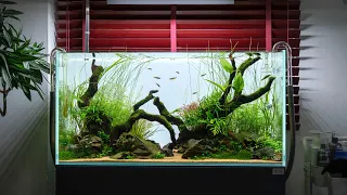 Continue to add a 90P natural waterscape style grass tank to the home｜4K production full record｜