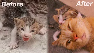 Orphan kitten crying after its Mother Cat died in an Accident. You won't believe what happened next!