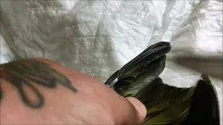 HOW TO CLIP YOUR PARROTS WINGS 101
