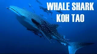 Diving with a WHALE SHARK in Koh Tao - PADI 2018 (Study Abroad Thailand)