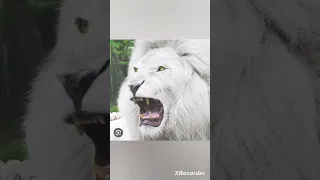 white lion vs white tiger