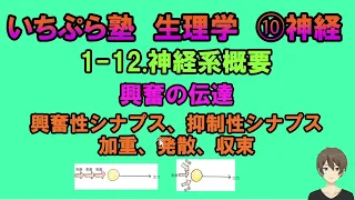 【いちぷら塾】生理学　10 神経　1-12 神経系概要　興奮の伝達　興奮性シナプス、抑制性シナプス、加重、発散、収束、促通、閉塞