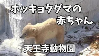 ホッキョクグマの赤ちゃん「ホウちゃん」すくすく成長中！　天王寺動物園 Polar bear baby at Osaka Tennoji Zoo.　シロクマ赤ちゃん
