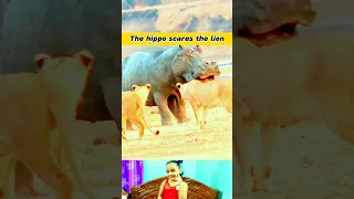 The hippo scares the lion