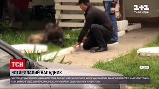 Новини України: в Одесі розгорівся скандал через пітбуля, який калічить дворових собак