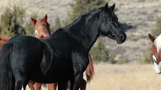 Wild Mustangs of August by Mustang Meg