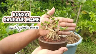 Bonsai Sancang mame naik sepatu baru #bonsaisancang #ordernow #bonsaimania #youtubeshorts #shorts