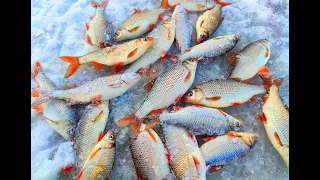 Рыбалка Мечта.👍 Ловля Крупной Плотвы 🐟🐟 на Гирлянду. Ушел с клева. Зимняя рыбалка 2022.