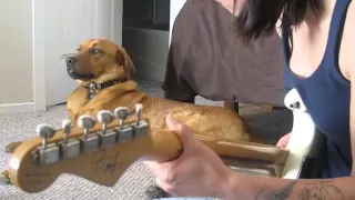 Cute dog knows how to sing the blues! (Billy Sings the Blues)