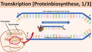 Transkription [Proteinbiosynthese, 1/3] - [Biologie, Genetik, Oberstufe]