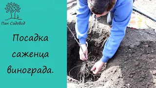 посадка винограда