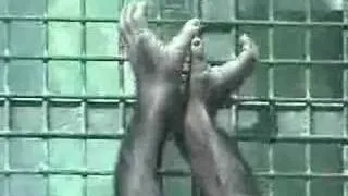 Four Hands, The Bonobo