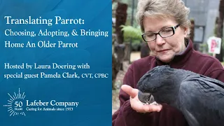 Translating Parrot 4: Choosing, Adopting & Bringing Home An Older Parrot