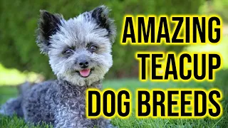 Top 10 Amazing Teacup Dog Breeds To Own/ Amazing Dogs