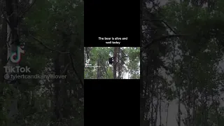 Bear climbs tree then gets destroyed
