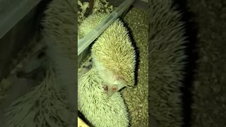 two male hedgehogs