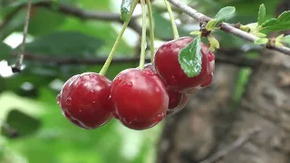 Вишня весной: 5 главных условий отличного урожая вишни