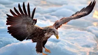 Flying eagle point of view - FREEDOM - Alexsysmusic & special video edition / instrumental music