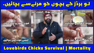 Lovebirds Chicks Mortality | Breeding Season Tips | Red Eye | @MirAvi