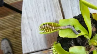Worm crushed by Venus flytrap ( very dangerous)