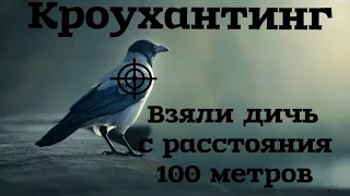 Crow hunting. Кроухантинг. Взяли дичь с расстояния 100 метров.