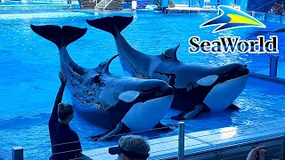 Orca Encounter A Killer Whale Experience 2022 Full Show  | SeaWorld Orlando