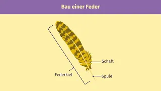 Federn und Vogelflug einfach erklärt | sofatutor