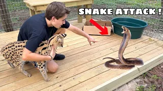 SNAKES ATTACK MY CATS ?!